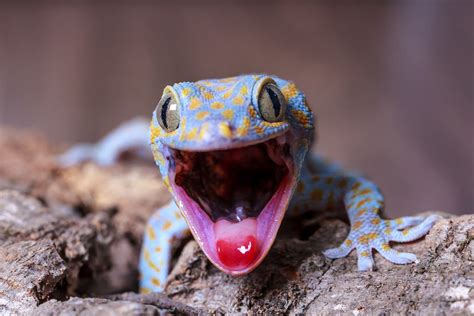 The Magical Geckos of Ancient Civilizations